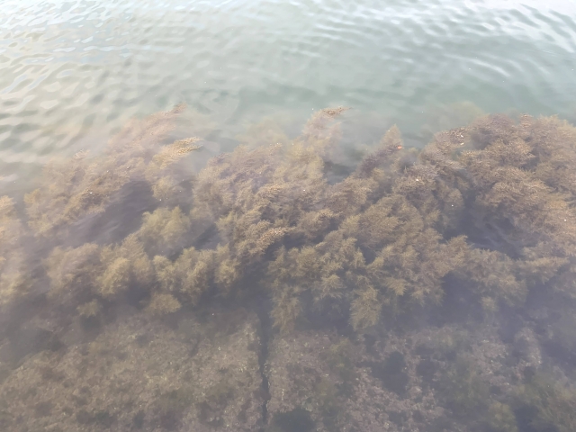 根がかりの原因になる海藻