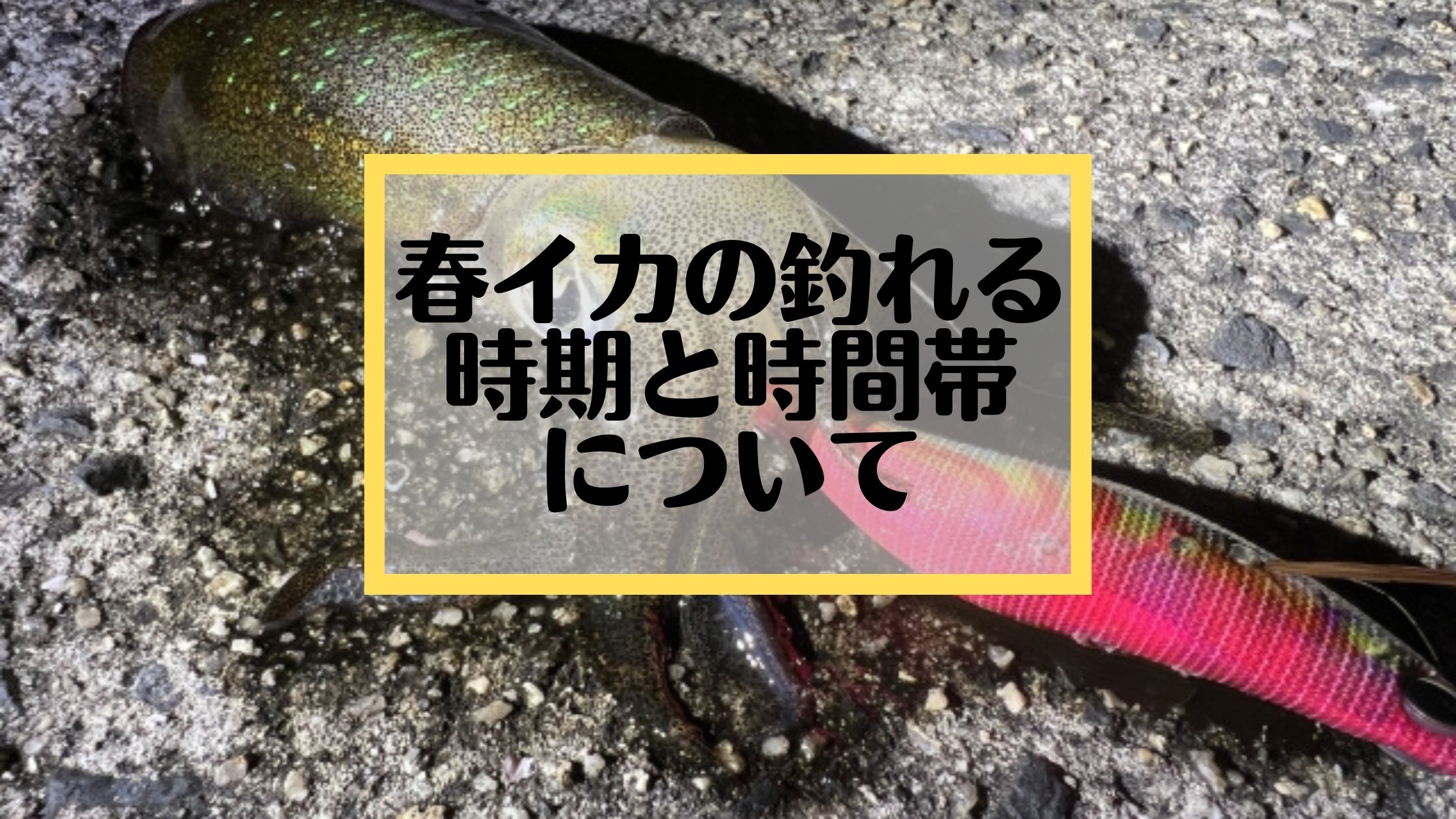 春イカの釣れる時期はいつからいつまで 序盤と終盤は釣れる時間が変わる 初心者エギンガーの独り言